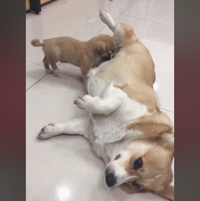 柯基妈失去孩子后,捡了只流浪狗当亲儿子养,主人一看不淡定了休闲区蓝鸢梦想 - Www.slyday.coM 柯基妈失去孩子后,捡了只流浪狗当亲儿子养,主人一看不淡定了休闲区蓝鸢梦想 - Www.slyday.coM