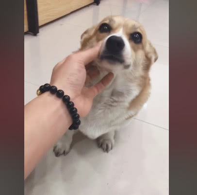 柯基妈失去孩子后,捡了只流浪狗当亲儿子养,主人一看不淡定了休闲区蓝鸢梦想 - Www.slyday.coM 柯基妈失去孩子后,捡了只流浪狗当亲儿子养,主人一看不淡定了休闲区蓝鸢梦想 - Www.slyday.coM