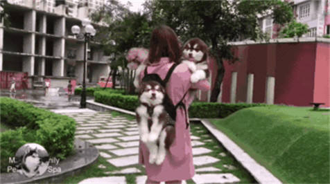 女子带着三只狗狗散步，背上这只成了亮点，网友：比亲生的都亲休闲区蓝鸢梦想 - Www.slyday.coM