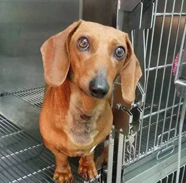 以为狗狗是被马蜂蛰伤，做完一整套流程后，结果却让医生怔住了休闲区蓝鸢梦想 - Www.slyday.coM