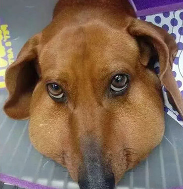 以为狗狗是被马蜂蛰伤，做完一整套流程后，结果却让医生怔住了休闲区蓝鸢梦想 - Www.slyday.coM