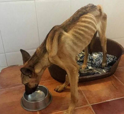 狗狗长期困于仓库,被好心人发现时已骨瘦如柴,可怜样子看哭人休闲区蓝鸢梦想 - Www.slyday.coM 狗狗长期困于仓库,被好心人发现时已骨瘦如柴,可怜样子看哭人休闲区蓝鸢梦想 - Www.slyday.coM