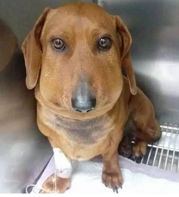 以为狗狗是被马蜂蛰伤，做完一整套流程后，结果却让医生怔住了休闲区蓝鸢梦想 - Www.slyday.coM