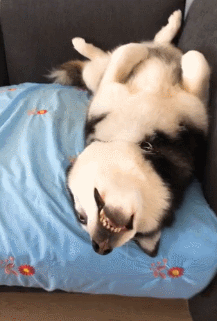 刚下班回家开门发现哈士奇躺着不动走进一瞧让人笑炸