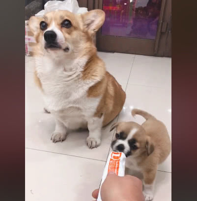 柯基妈失去孩子后,捡了只流浪狗当亲儿子养,主人一看不淡定了休闲区蓝鸢梦想 - Www.slyday.coM 柯基妈失去孩子后,捡了只流浪狗当亲儿子养,主人一看不淡定了休闲区蓝鸢梦想 - Www.slyday.coM