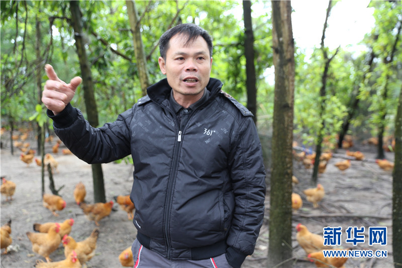 热带特色高效农业看海南丨海南传味文昌鸡立足产业帮扶联农带农助力