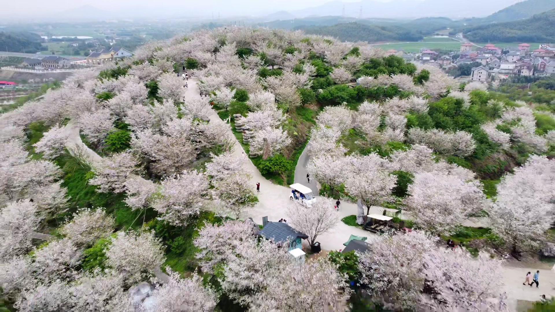 杭州还有这么好看的樱花园错过了还要等一年