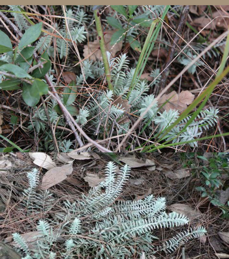 它的名字很高贵人称鹿茸草营养价值与鹿茸媲美看到请珍惜