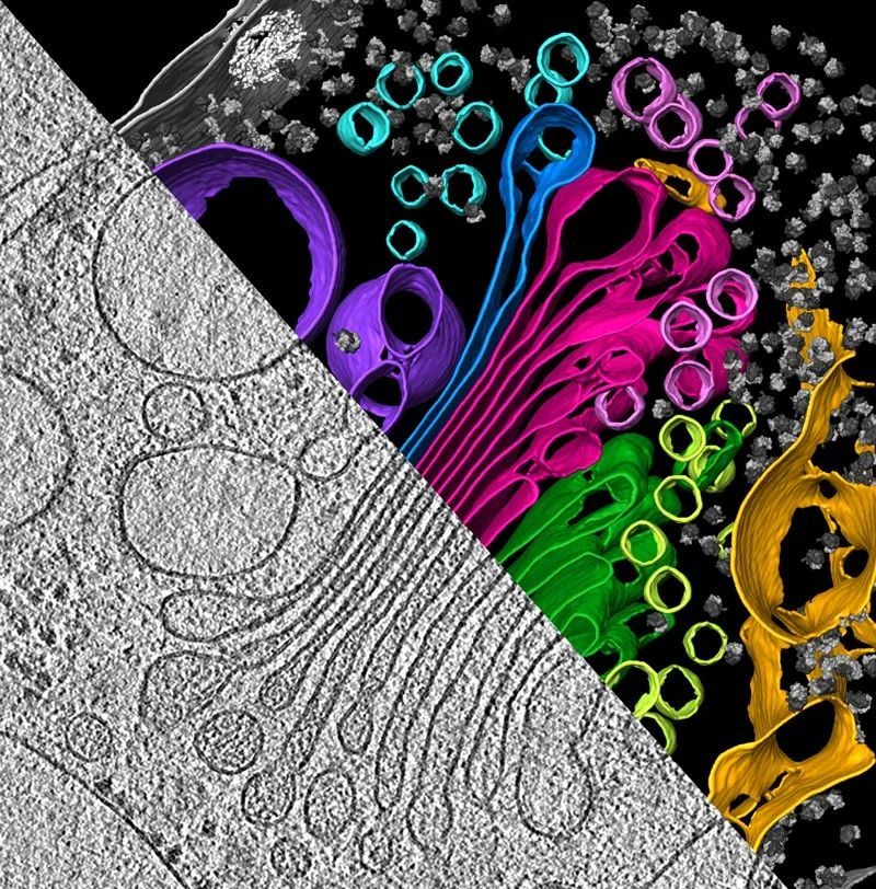冷冻电镜窥探小细胞里的大电影自然长文