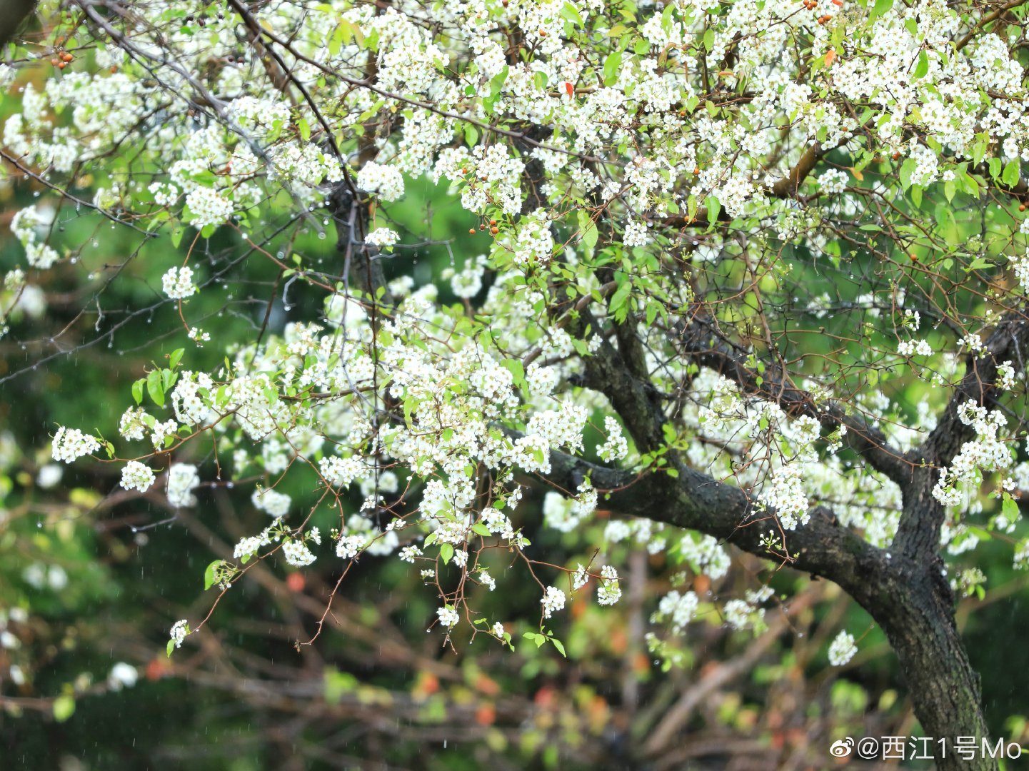 牌坊公园春雨梨花