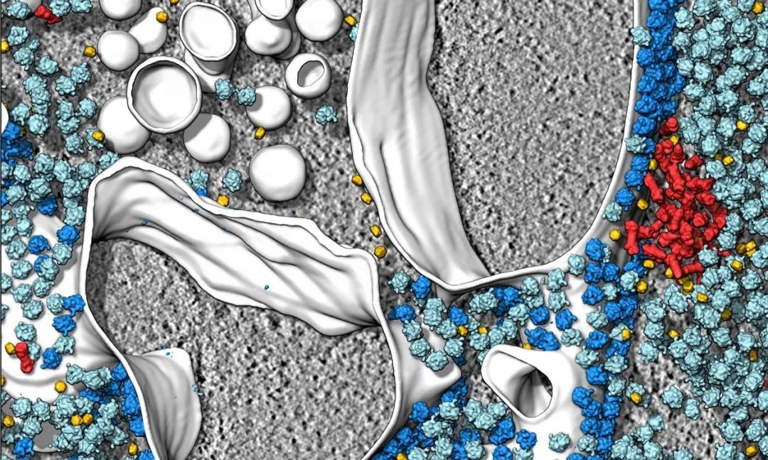 冷冻电镜窥探小细胞里的大电影自然长文