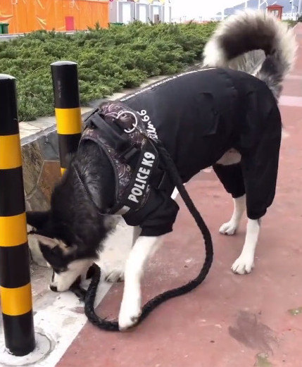 主人带着二哈散步一不留神就让它溜了找到它时被这举动笑翻