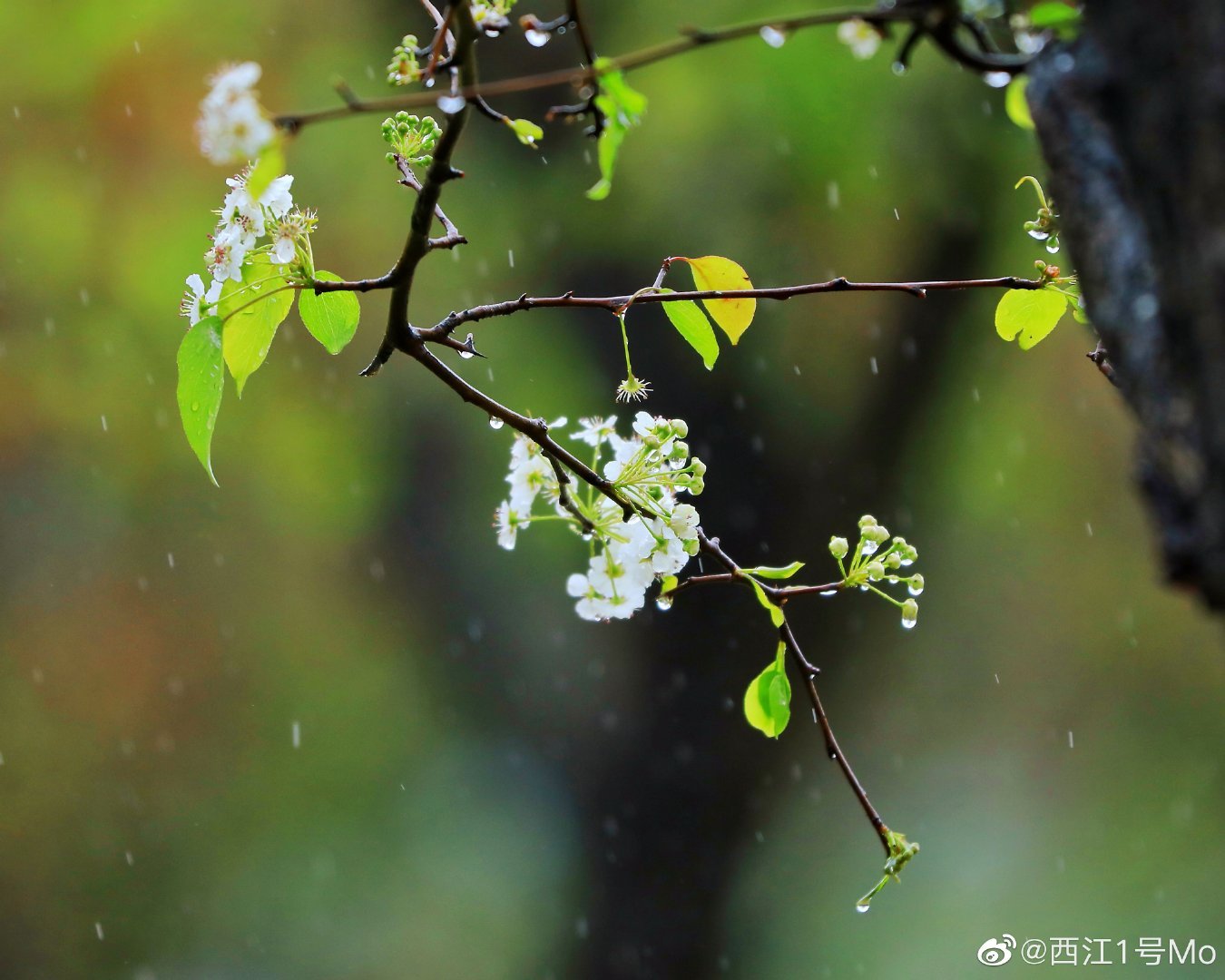 牌坊公园春雨梨花