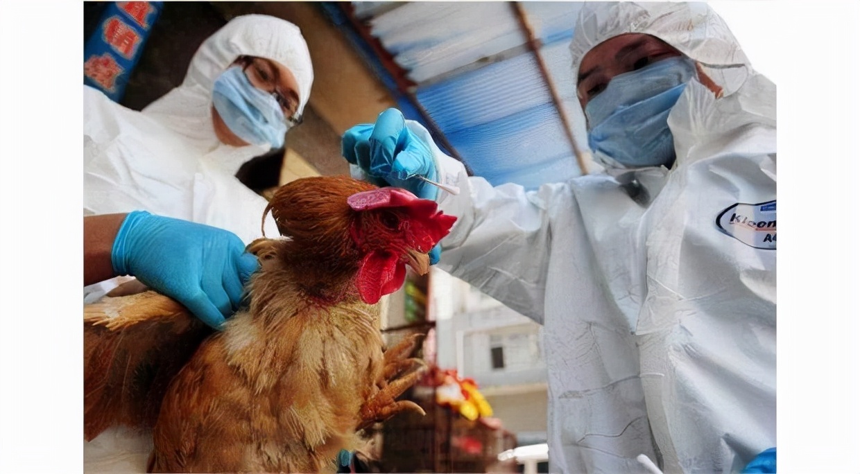 菲律宾暴发h5n1禽流感近8万只家禽死亡