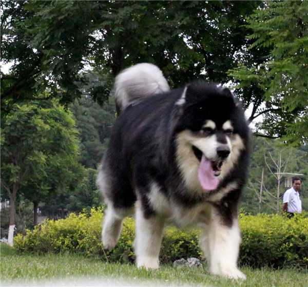 误伤人类也只能替它身上的肥肉背黑锅▲世界上最大的阿拉斯加有多大呢