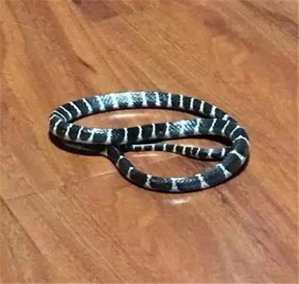 女子一周前收养了一只流浪猫,关键时刻猫咪为报恩救了她休闲区蓝鸢梦想 - Www.slyday.coM 女子一周前收养了一只流浪猫,关键时刻猫咪为报恩救了她休闲区蓝鸢梦想 - Www.slyday.coM