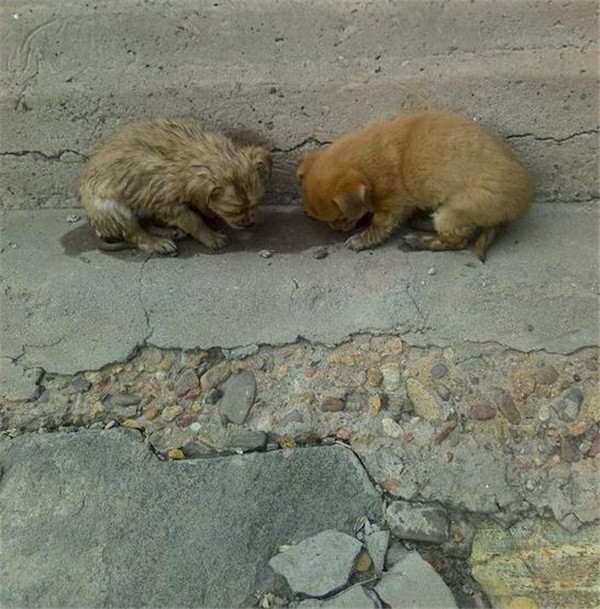 熊孩子对流浪狗拳打脚踢泼脏水狗狗被救后的眼神让人心塞