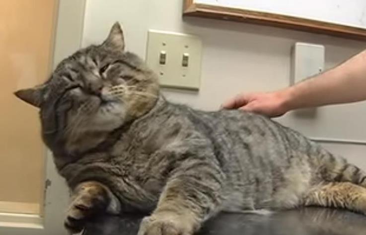 半年前家里的猫走丢了,半年后主人再见到它时吓了一跳休闲区蓝鸢梦想 - Www.slyday.coM 半年前家里的猫走丢了,半年后主人再见到它时吓了一跳休闲区蓝鸢梦想 - Www.slyday.coM