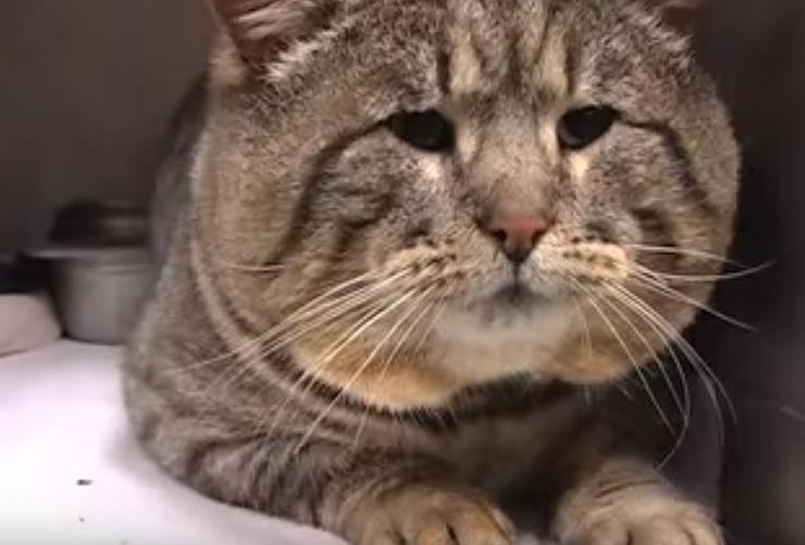 半年前家里的猫走丢了,半年后主人再见到它时吓了一跳休闲区蓝鸢梦想 - Www.slyday.coM 半年前家里的猫走丢了,半年后主人再见到它时吓了一跳休闲区蓝鸢梦想 - Www.slyday.coM