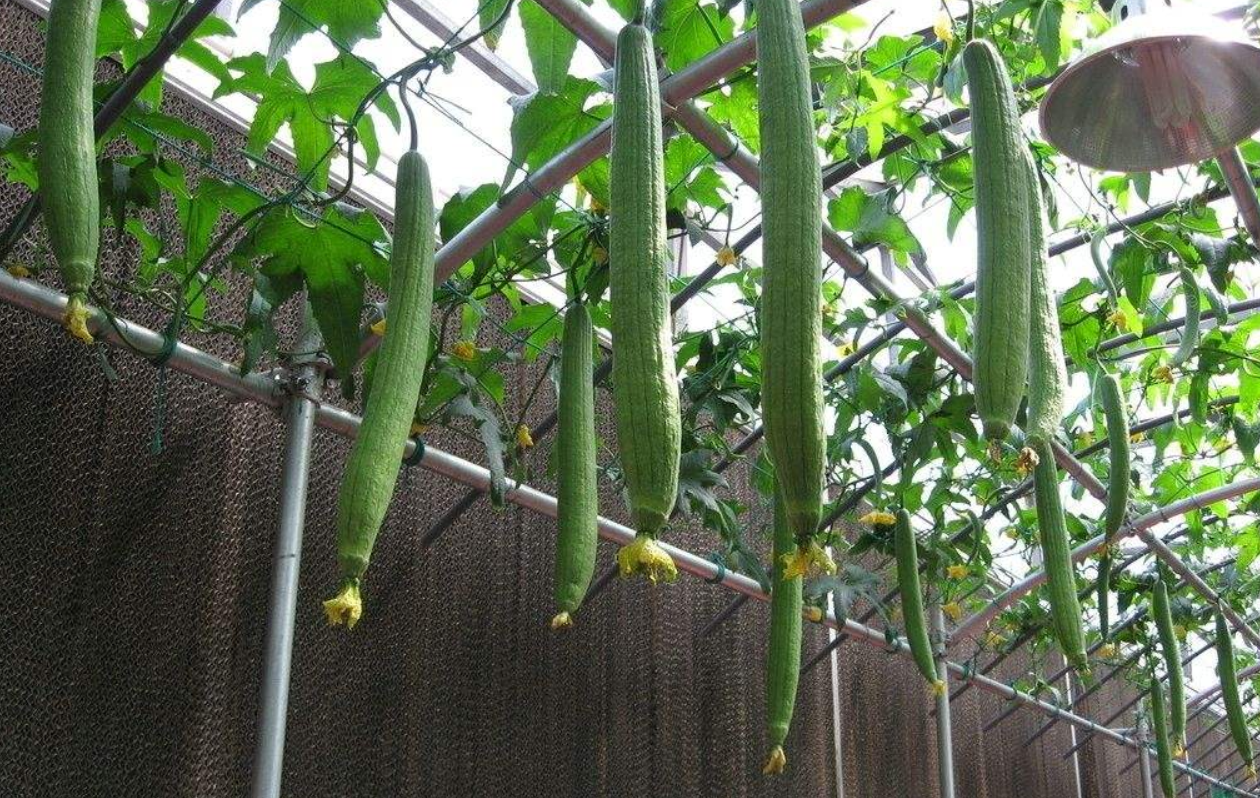 丝瓜全身都是宝它的叶子有3大妙用很多人不知道涨知识了