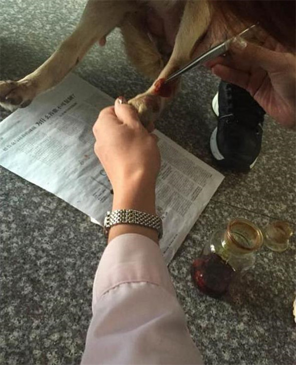 受伤的流浪狗妈妈坚持给宝宝喂奶，被救助后它笑的很开心休闲区蓝鸢梦想 - Www.slyday.coM