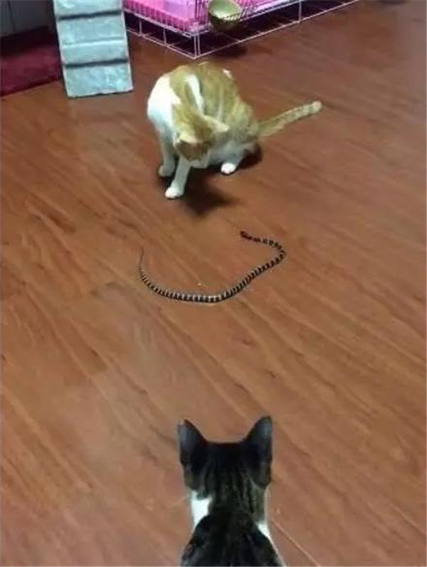 女子一周前收养了一只流浪猫,关键时刻猫咪为报恩救了她休闲区蓝鸢梦想 - Www.slyday.coM 女子一周前收养了一只流浪猫,关键时刻猫咪为报恩救了她休闲区蓝鸢梦想 - Www.slyday.coM