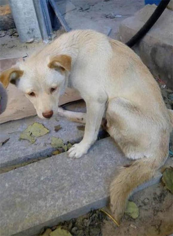 受伤的流浪狗妈妈坚持给宝宝喂奶，被救助后它笑的很开心休闲区蓝鸢梦想 - Www.slyday.coM