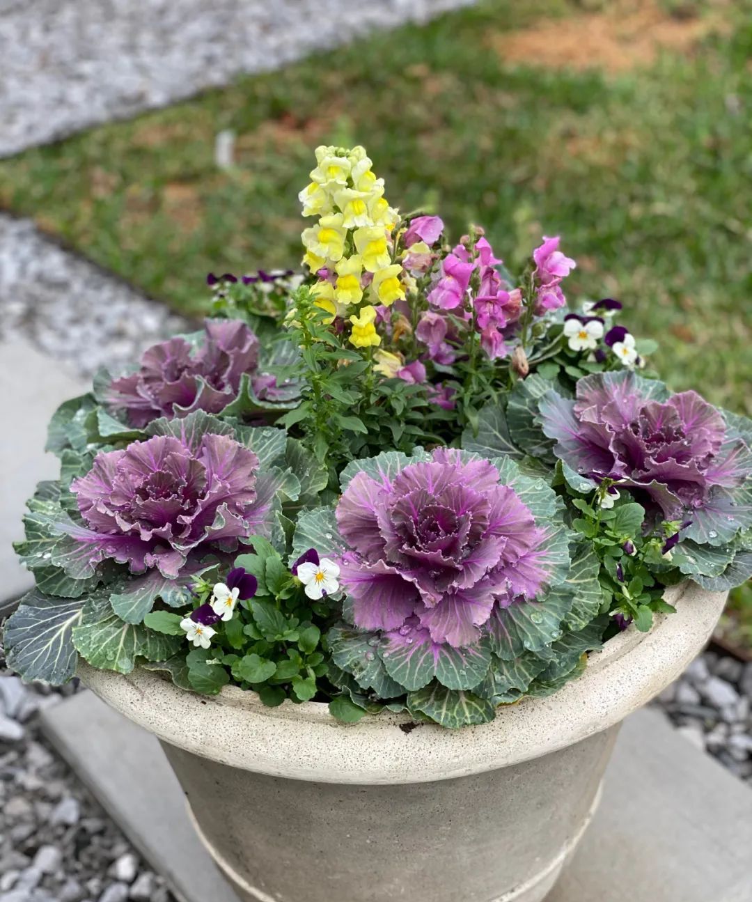 可以当花卉观赏的菜喜欢冷凉环境的羽衣甘蓝