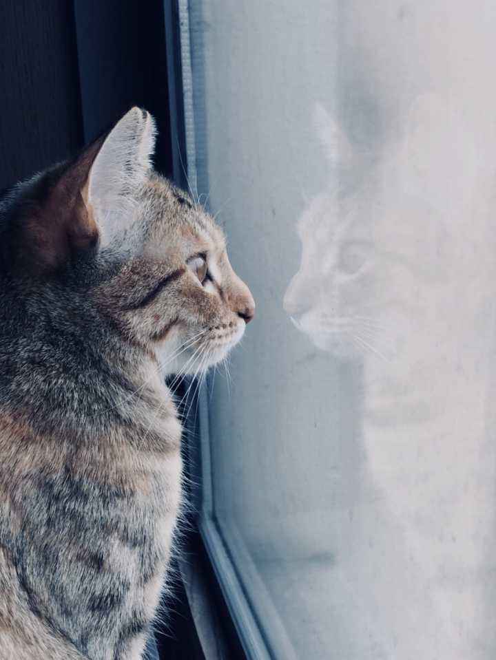 猫咪总是坐在窗户旁边看着窗外该让猫回归自然吗