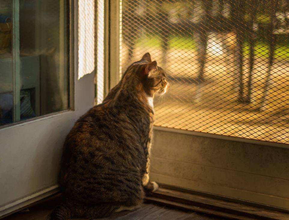 猫咪总是坐在窗户旁边看着窗外该让猫回归自然吗