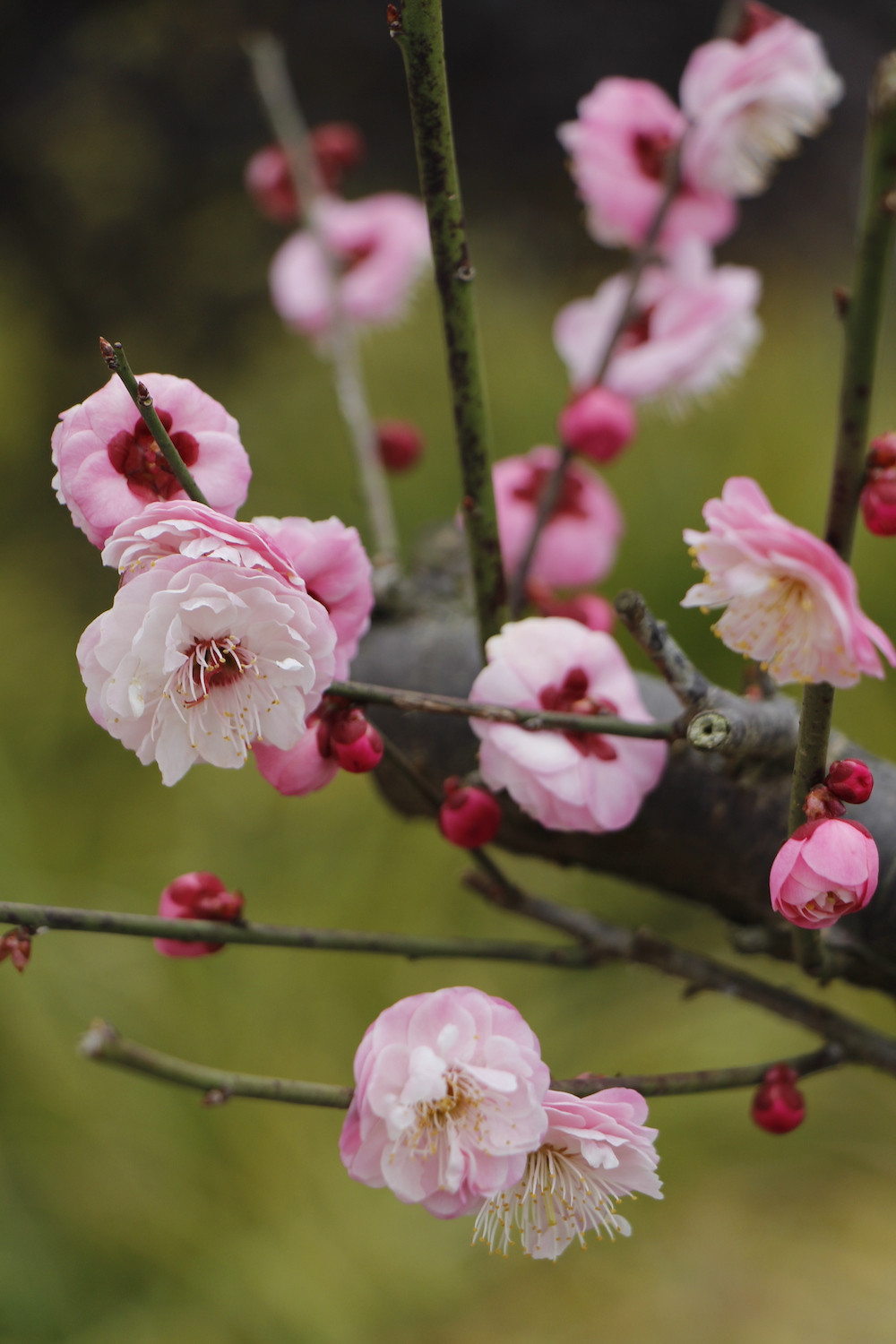 宫粉梅朱砂梅  澎湃新闻记者 王昱 图"谈到观赏,其实我们很多时候看的