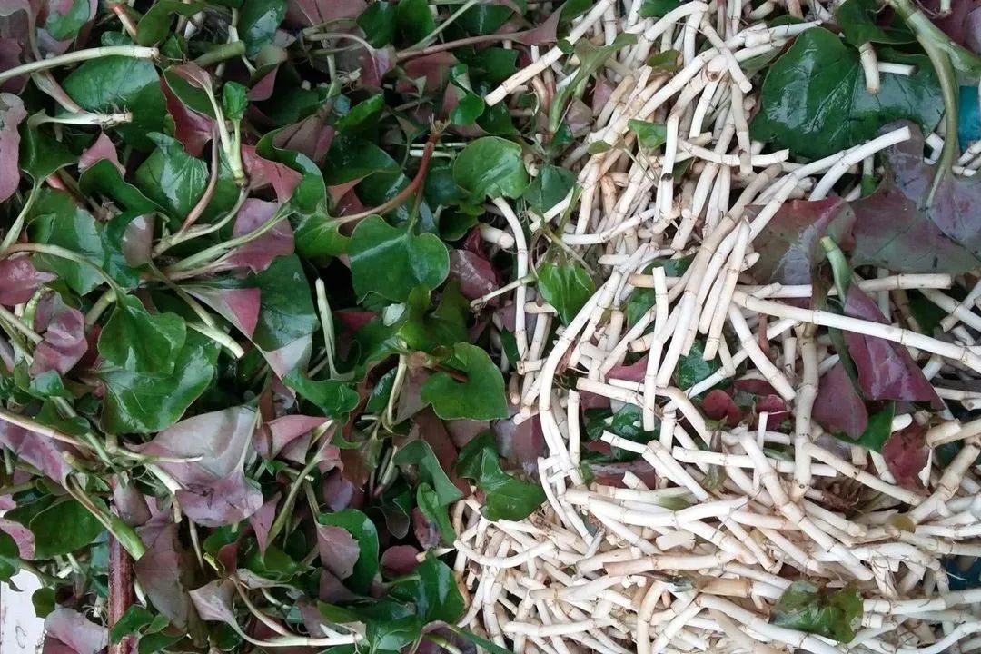 长3.5厘米！广西女子体内取出酷似“鱼”的虫子，是什么寄生虫？休闲区蓝鸢梦想 - Www.slyday.coM