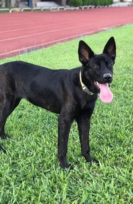 黑狗小时候娇羞萌脸没想到10个月后变成这样看破狗生