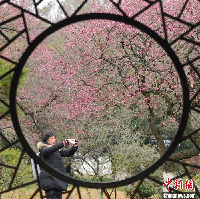 杭州植物园赏梅图片
