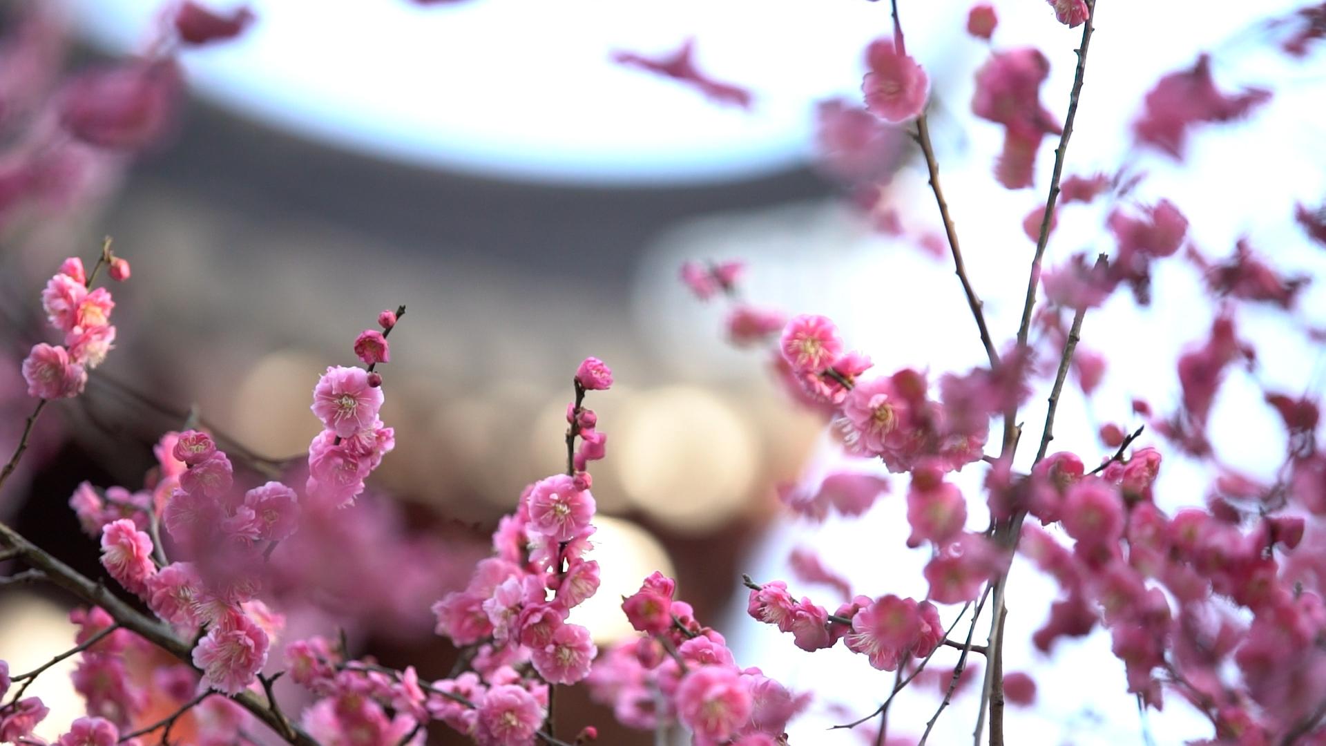 古今南京人赏梅有何不同看这两座梅花山就知道了