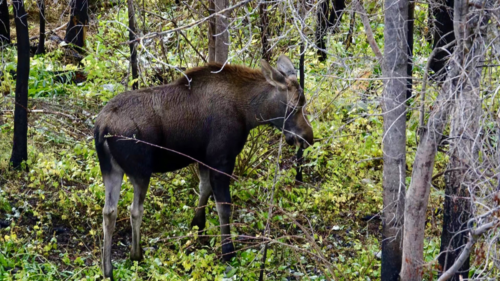 震撼心灵的山谷之美——贾斯帕国家公园休闲区蓝鸢梦想 - Www.slyday.coM