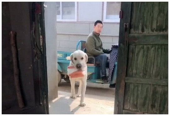 主人外出买回菜，让狗狗帮忙提回家，刚想走进门却被狗狗气昏头休闲区蓝鸢梦想 - Www.slyday.coM