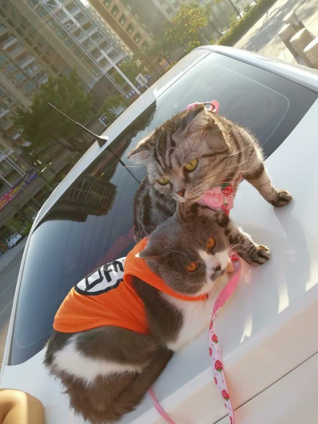 小猫咪|表情|主人_新浪新闻