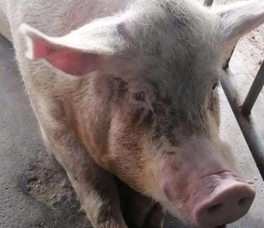 怀孕母猪有泪斑用什么药怀孕母猪眼屎泪斑怎么解决