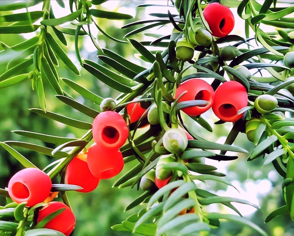 是我国一级重点保护植物,它还被世界42个国家称为是国宝,它果实成熟后