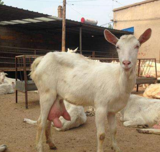 母羊拉稀怎么治好得快怀孕母羊拉稀用什么药治疗本文告诉你