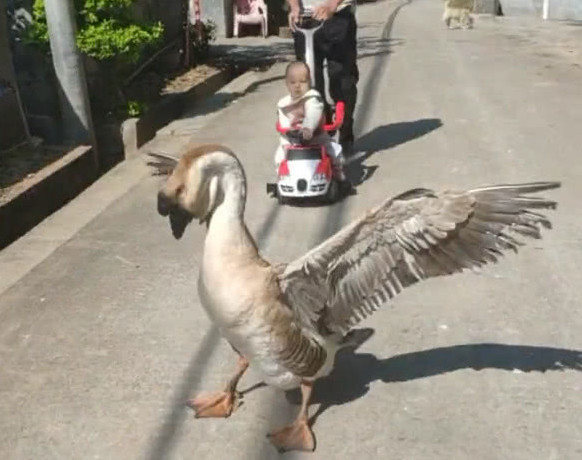 农村大鹅太贴心为守护小主人当起保镖路人见了都要绕道而行
