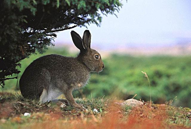 有人说野猪野兔野鸡和喜鹊是新四害有科学依据吗