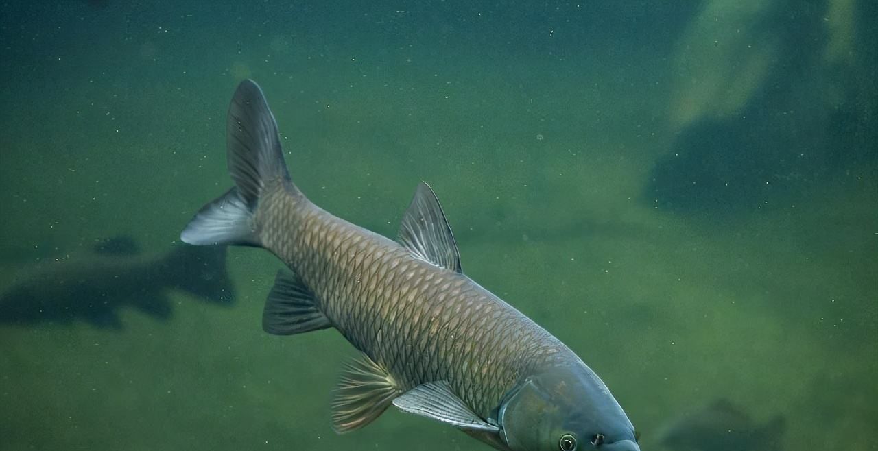 长江将现1000斤大鱼!禁捕十年效果明显,未来鱼价真的会降低吗?