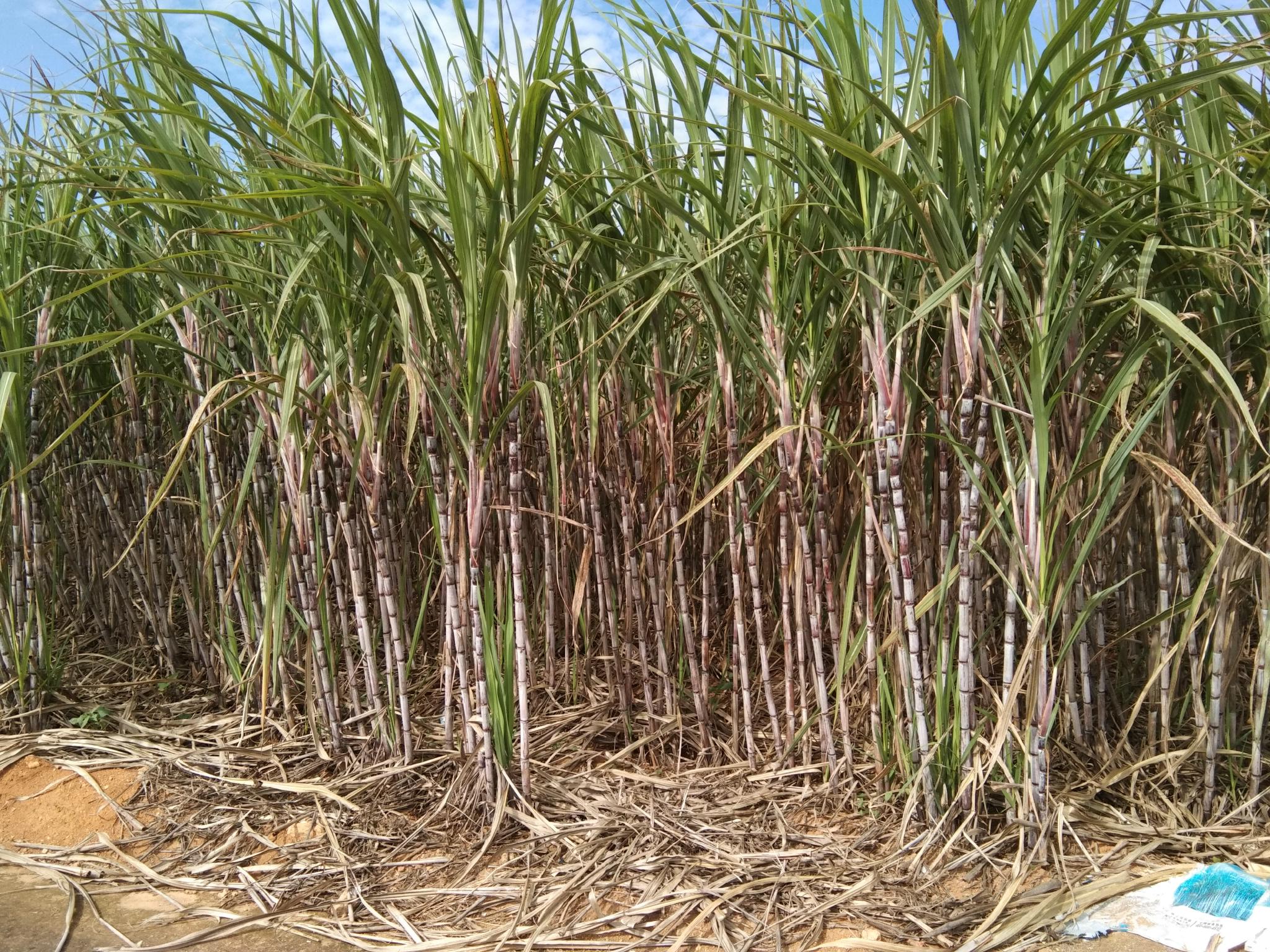 甘蔗除了榨糖还有4大妙用很多人不知道用来炖羊肉营养美味