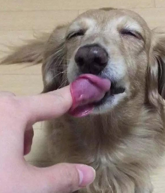 还不忘伸着舌头舔主人的手指,金毛把棉花糖吃到嘴里时它的表情也是亮