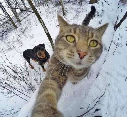 猫咪和狗子们的自拍,最后一张猫咪的表情没谁了__财经头条