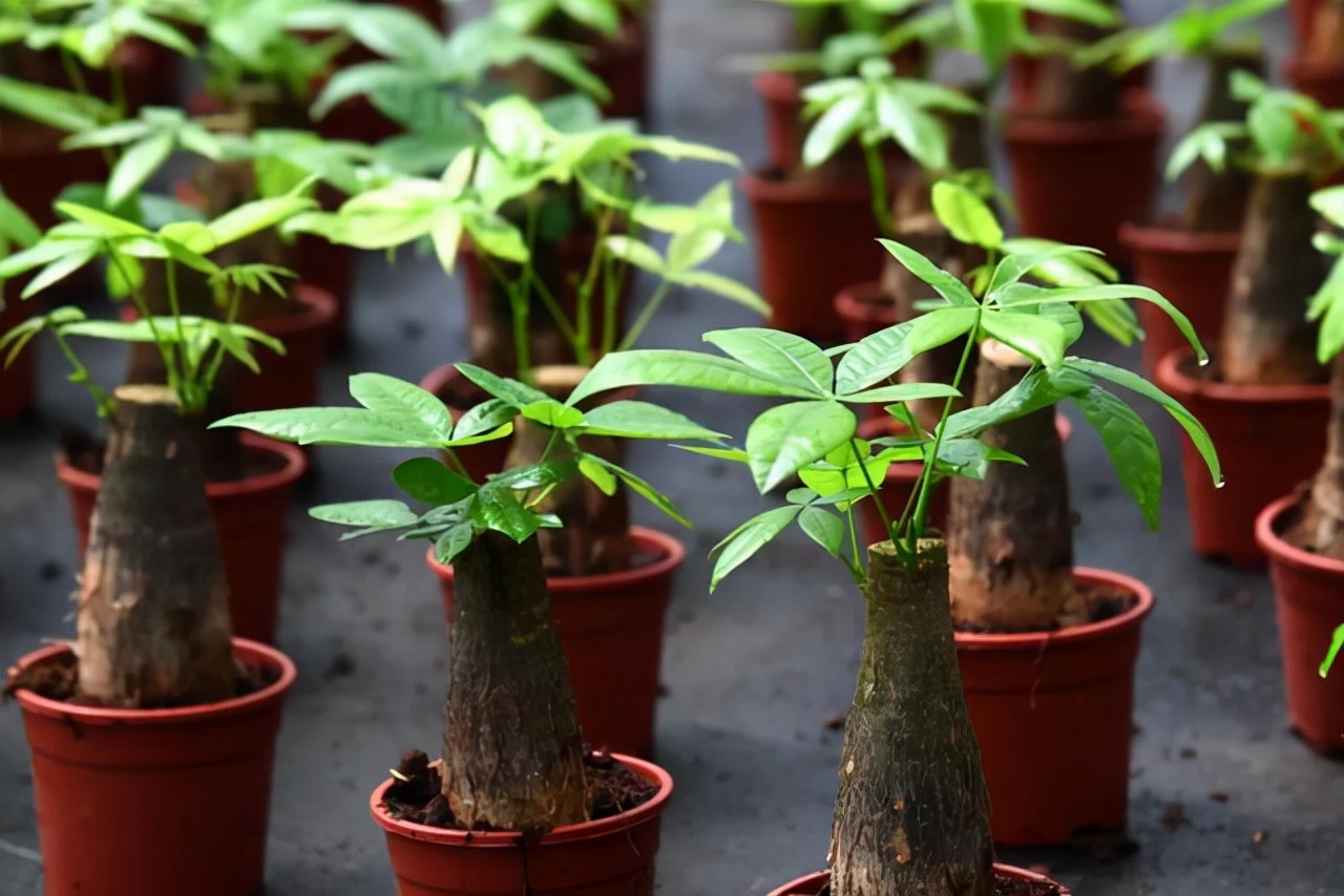 4,发财树发财树的寓意吉祥,养殖简单,生命力和适应能力都很强悍,无论