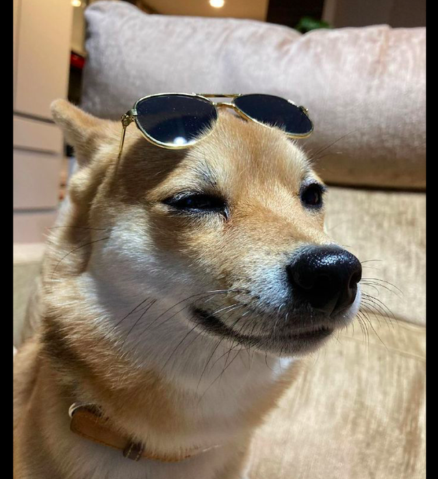 但是把狗狗的墨镜给摘下来后,露出了它原本的模样,和之前霸道总裁的