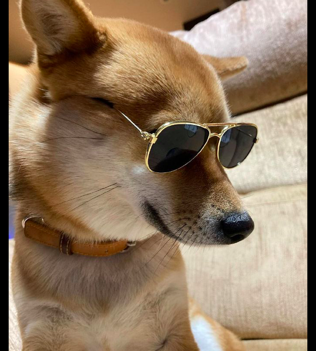 柴犬戴上墨镜后一副霸道总裁的模样当取下后怎么有点猥琐呢